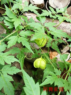 倒地铃 三角泡 灯笼草 风船葛 假苦瓜 带藤苦楝 心豆藤 白心籽