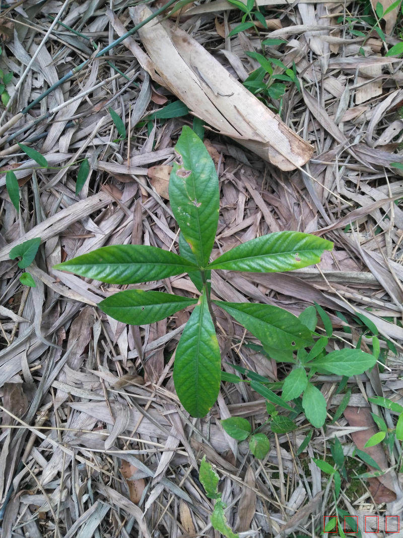 黄栀子苗 山栀子种苗 黄枝子 栀子树苗 中草药种苗 天然调色香料