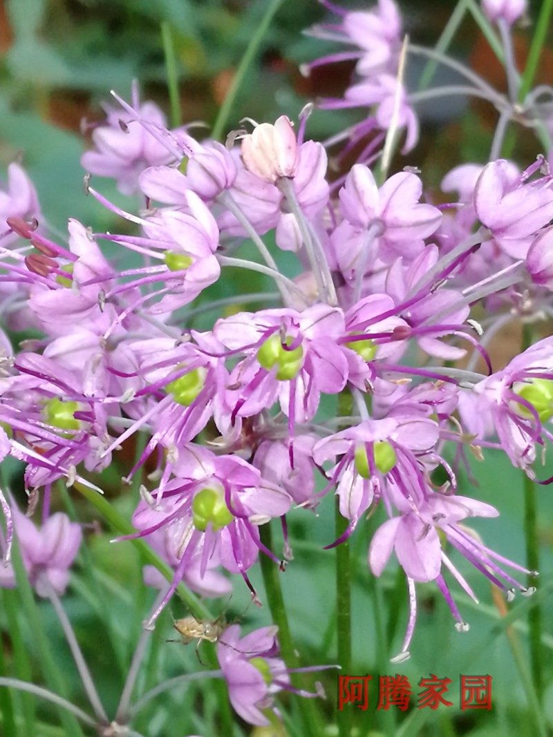 野蒜花藠头剃头荞头茭头叫头教头薤白头小蒜小根蒜野韭