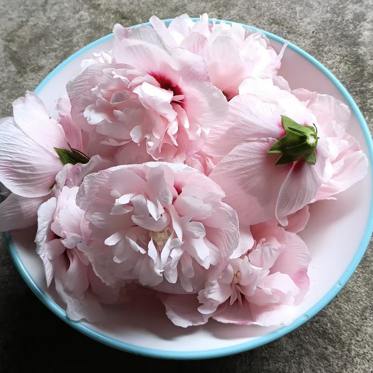 当季新鲜食用木槿花粉色重瓣商用木槿花酒店火锅椰子鸡烫菜高颜值