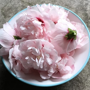 当季新鲜食用木槿花粉色重瓣商用木槿花酒店火锅椰子鸡烫菜高颜值