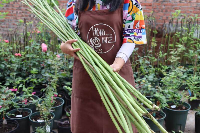 无刺蔷薇素材模板 无刺蔷薇图片下载 小麦优选
