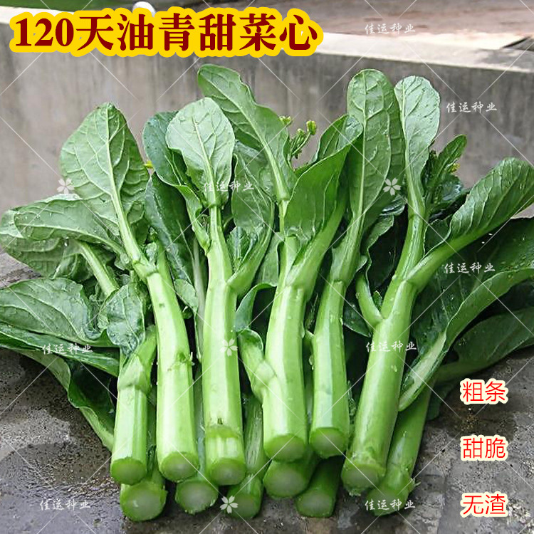 120天油青甜菜心种子白菜苔无渣粗条春秋四季阳台庭院蔬菜种籽孑-封面