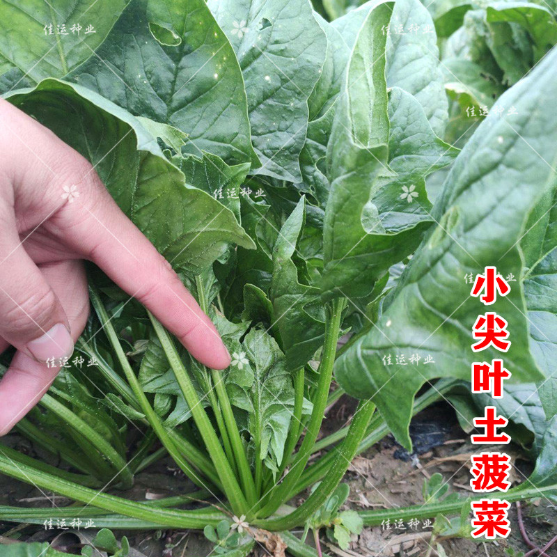 小尖叶土菠菜种子 小叶菠菜种子 春秋播农家老品种四季蔬菜种籽孑 鲜花速递/花卉仿真/绿植园艺 家庭园艺种子 原图主图