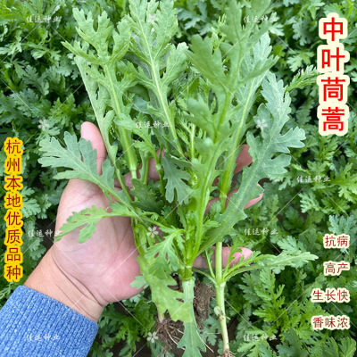 中叶茼蒿种子杭州本地秋冬皇帝菜