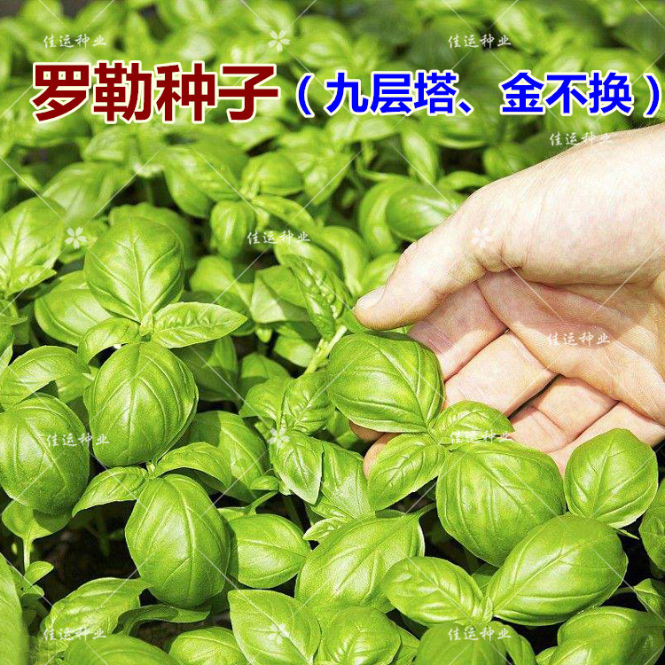 绿罗勒种子 驱蚊草种子 九层塔光明子四季播盆栽食用香料香草种籽