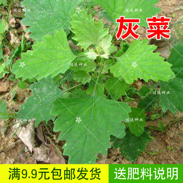 灰菜种子 灰灰菜种子 中国十大野菜名菜灰藋灰菜野生野灰菜籽包邮