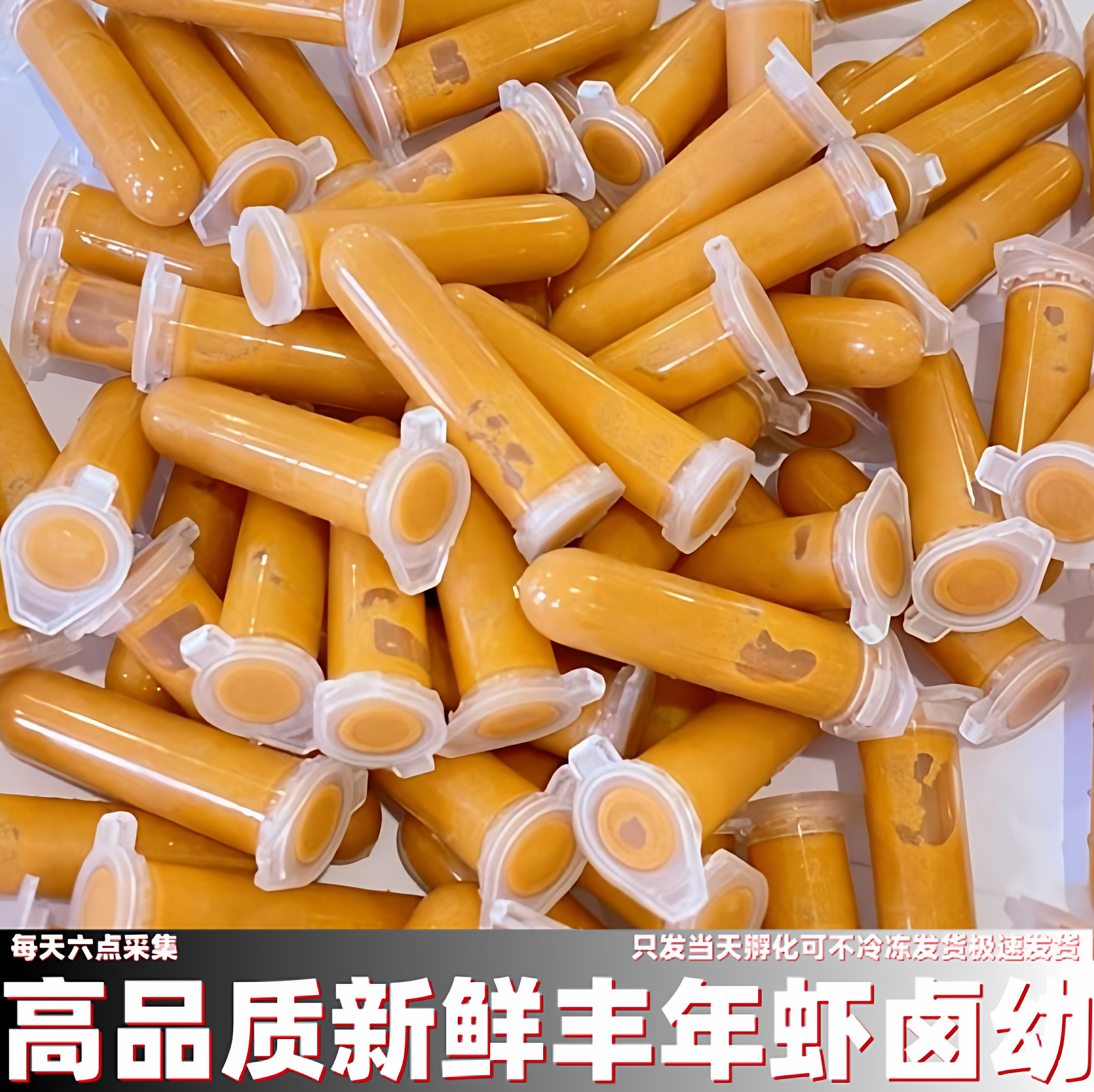 每天孵化的丰年虾卤幼可不冷冻发