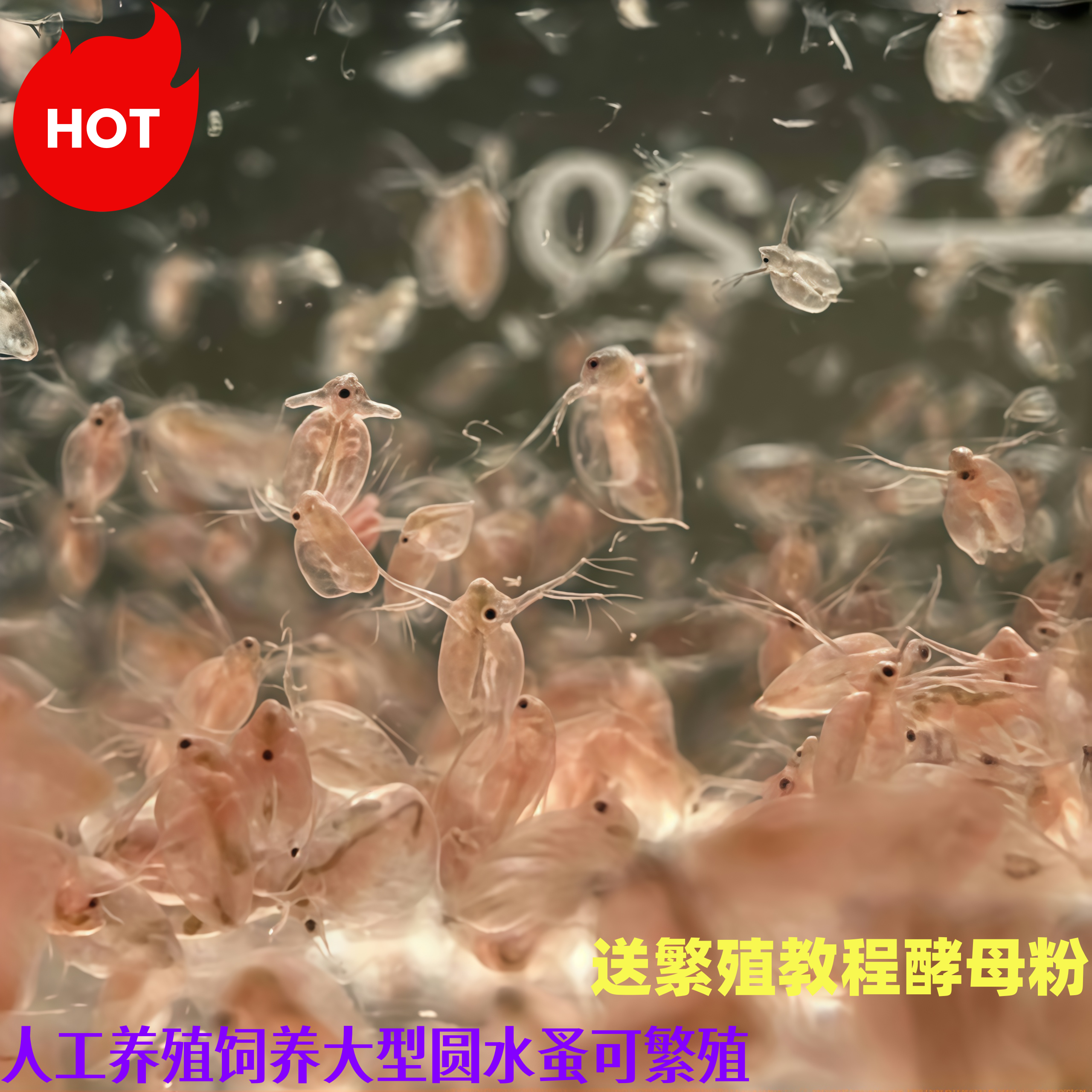 活体鱼饲料水蚤高蛋白可繁殖孔雀鱼幼鱼观赏鱼开口饵料鱼虫蹦蹦虫