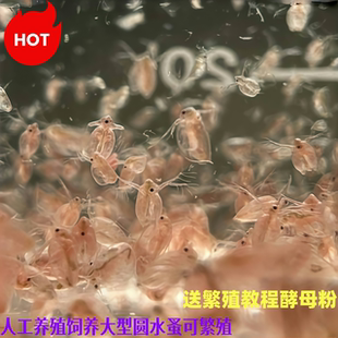 活体鱼饲料水蚤高蛋白可繁殖孔雀鱼幼鱼观赏鱼开口饵料鱼虫蹦蹦虫