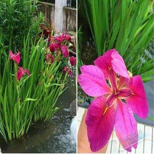 水生花卉西伯利亚鸢尾 紫红色大花 常绿水体植物盆栽水培庭院特价