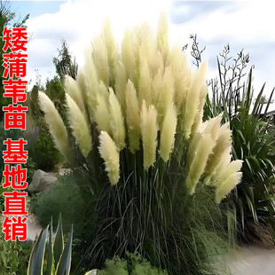 【矮蒲苇】水生植物 花叶芦竹 芦苇草水生鸢尾水池绿化庭院水景观