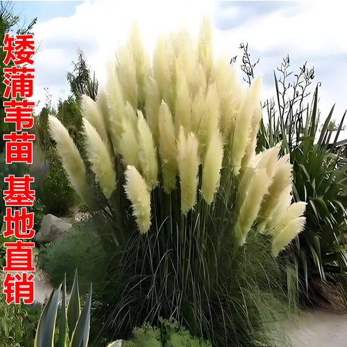 矮蒲苇水生植物庭院水景观