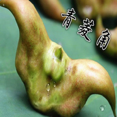 夏季水生植物 野生菱角苗 红菱角 青菱角苗 菱角苗
