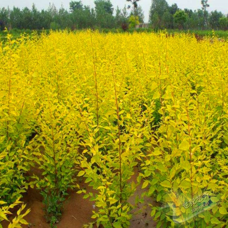 兰花莸植物金叶莸苗盆栽阳台庭院花卉观赏价值高特价促销中