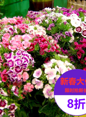 盆栽苗重瓣花坛品种五彩石竹