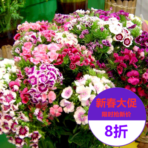 盆栽苗重瓣花坛品种五彩石竹