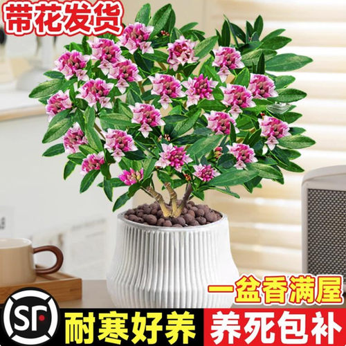 金边瑞香盆栽浓香型带花苞