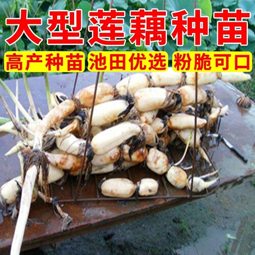 食用藕种苗藕苗基地直销莲子种子