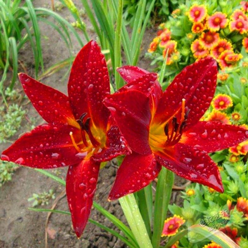 红花萱草 大花金娃娃地被植物 可盆栽 庭院楼顶绿化苗热卖