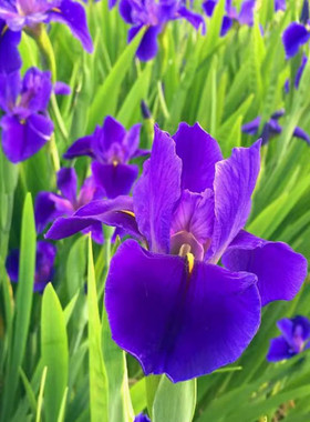 多年生蓝色鸢尾花常绿鸢尾紫色德国鸢尾水生植物庭院花坛水池植物