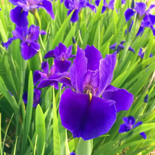 多年生蓝色鸢尾花常绿鸢尾紫色德国鸢尾水生植物庭院花坛水池植物
