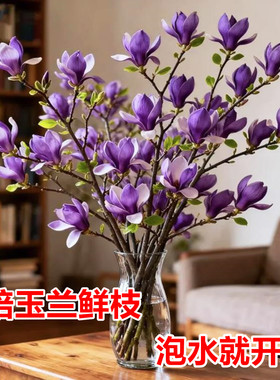 遇水开花水培室内好养鲜切花