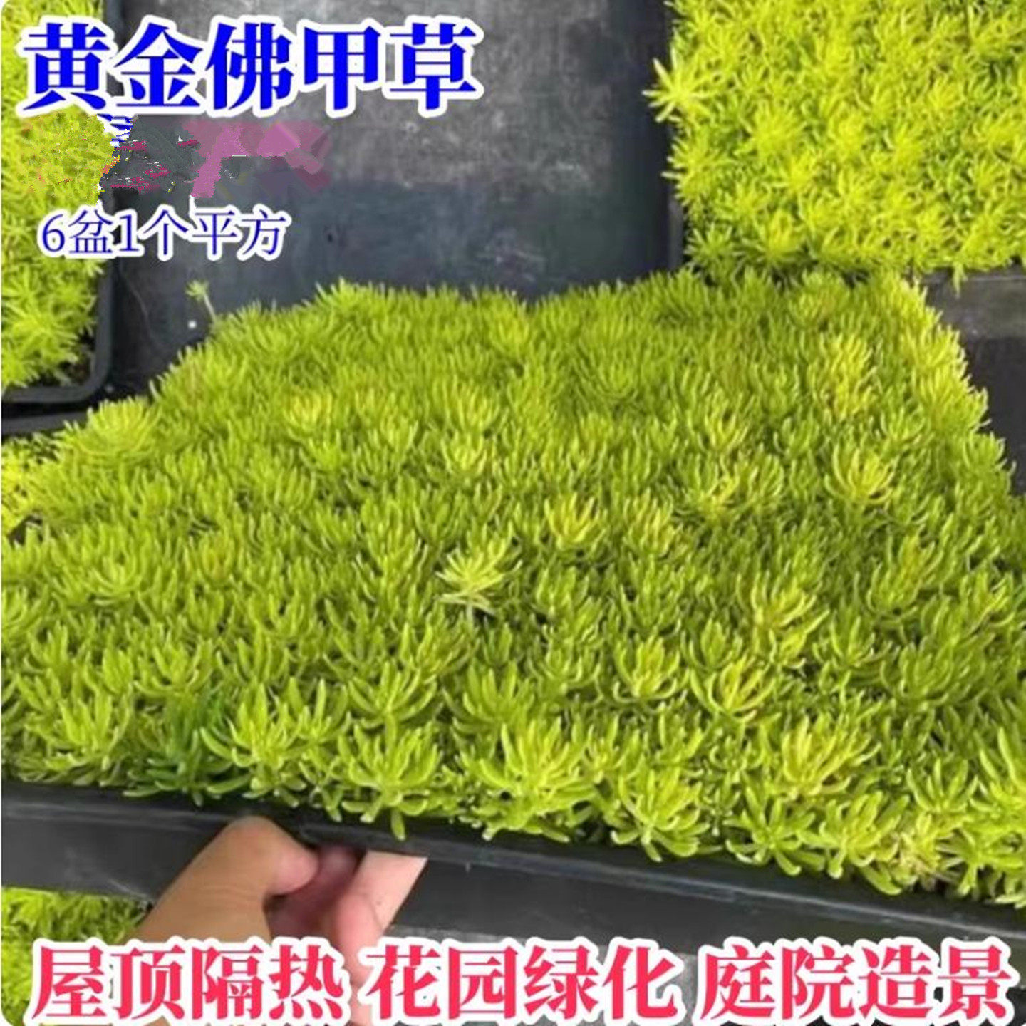 佛甲草屋顶绿化庭院草坪耐寒耐寒常绿金叶中华景天佛甲草苗