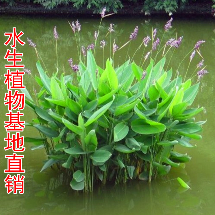 绿化水生植物长青 再力花苗盆栽 黄菖蒲蓝鸠尾水葱水竹芦苇金鱼藻 鲜花速递/花卉仿真/绿植园艺 绿植 原图主图