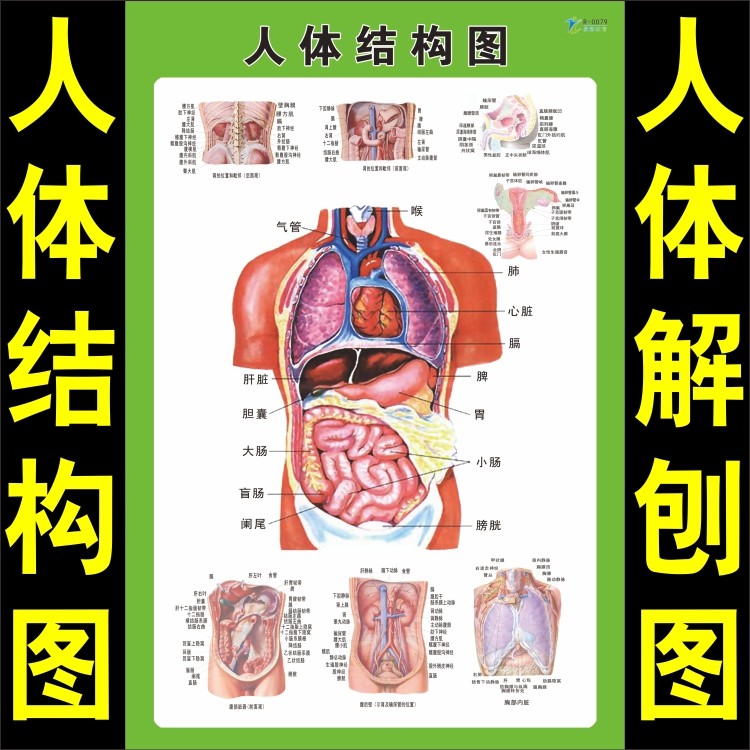 人体结构图内体内脏解刨示意图医学医院解刨教程图心脏器官示意图