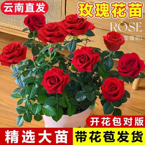 玫瑰花苗特大带苞卉绿植