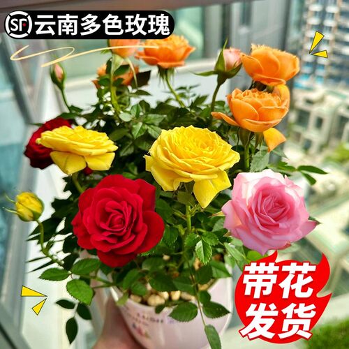 多色玫瑰花盆栽带花苞树苗月季