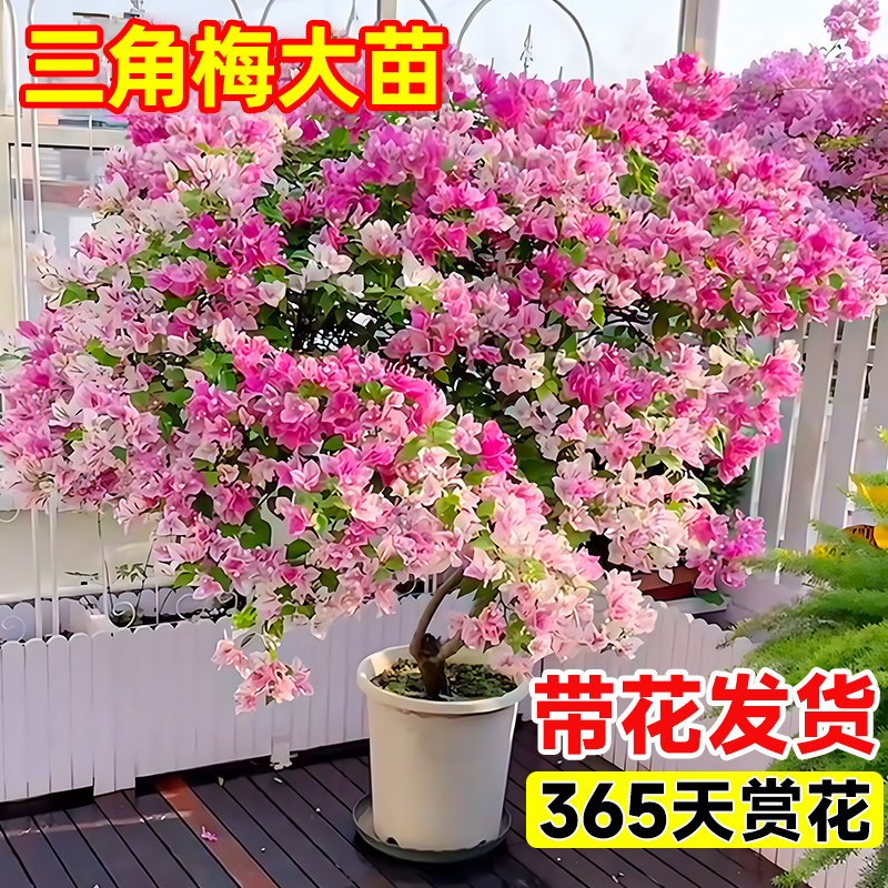 三角梅花树苗盆栽重瓣带花老桩大漳红樱室内阳台花卉爬藤四季开花