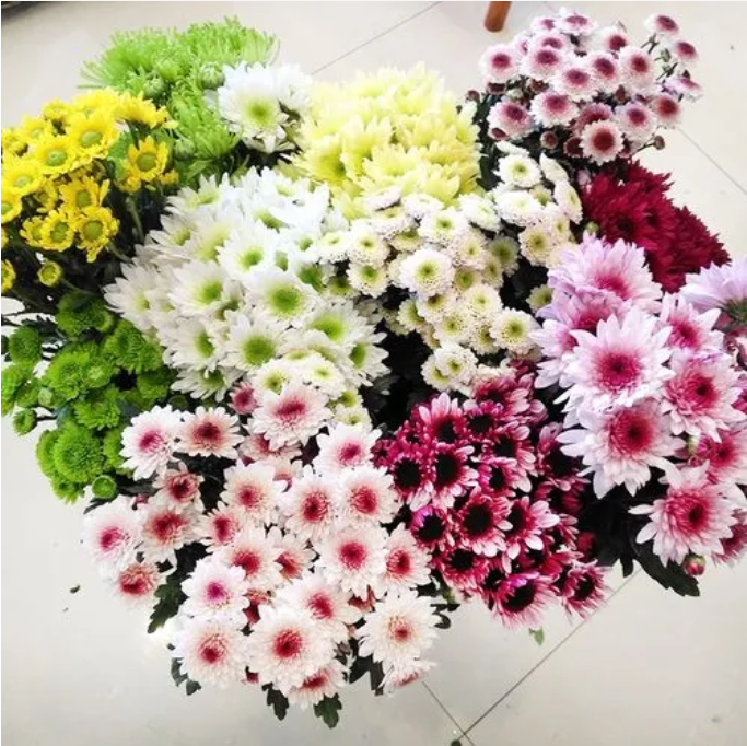 云南昆明小雏菊广州同城速递小菊花长花期包邮家用办公室水养鲜花