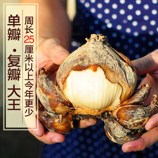 漳州水仙花花王种球盆栽植物大种子室内花卉水养四季重瓣花球易活
