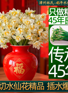 漳州水仙花卉苗鲜切花枝带花苞重复单瓣适合懒人养的室内水培盆栽