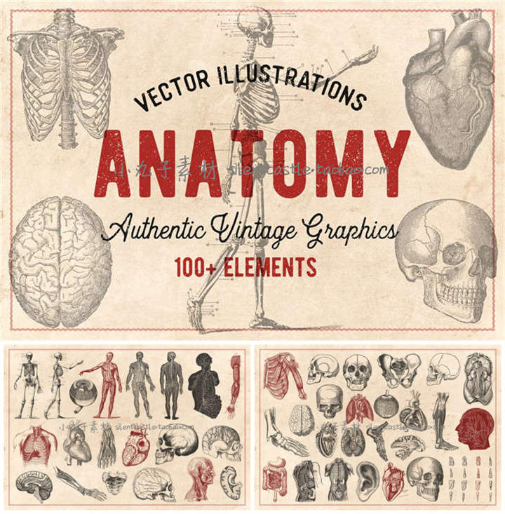 A0114矢量AI设计素材 复古手绘人体解剖图骨骼骨架内脏大脑+png