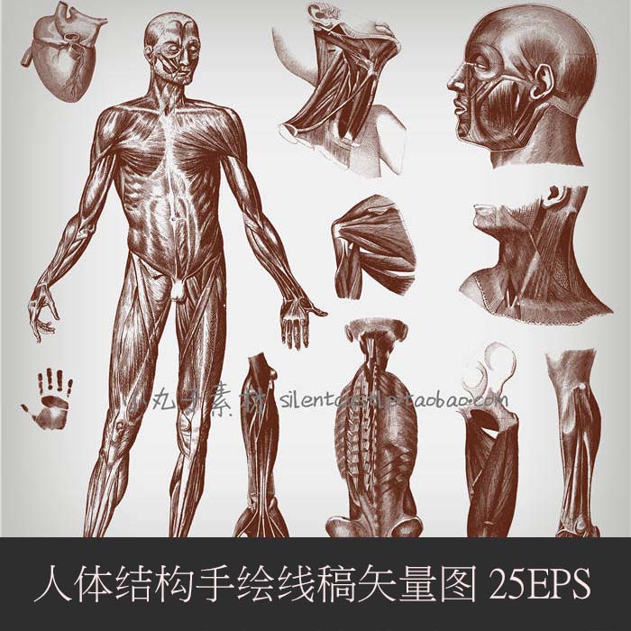 A0270矢量AI设计素材 人体结构解剖肌肉骨骼内脏大脑血管眼球插画