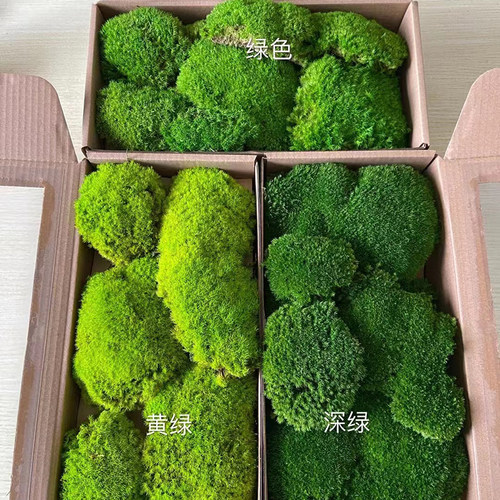 进口永生真苔藓搭配造景装饰绿植