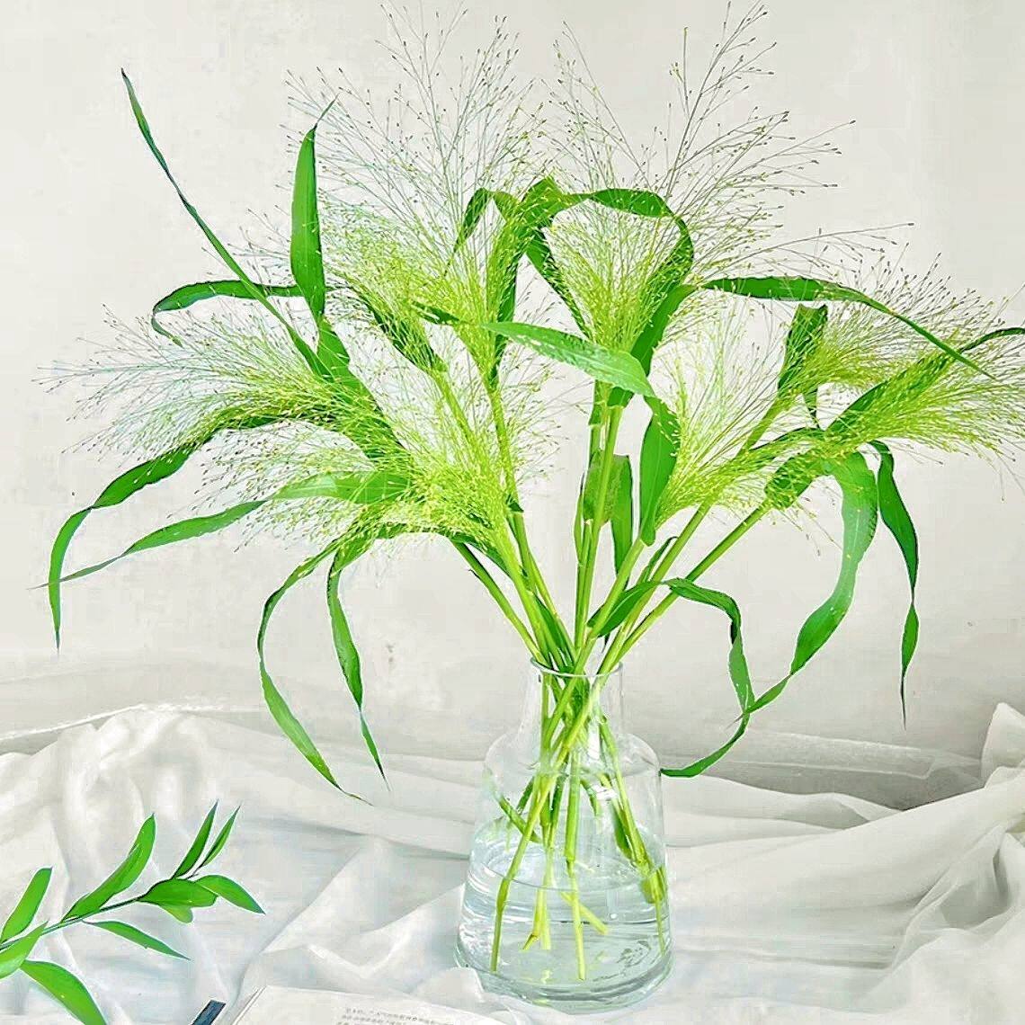 顺丰冷链喷泉草绿铃草黄莺草婚庆配草花店专供昆明云南基地直发