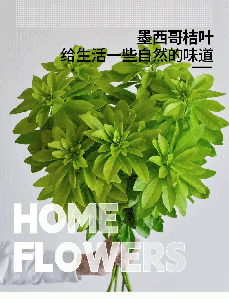 墨西哥桔叶橘叶鲜切花室内水培植物家用插花配花云南直发百合花