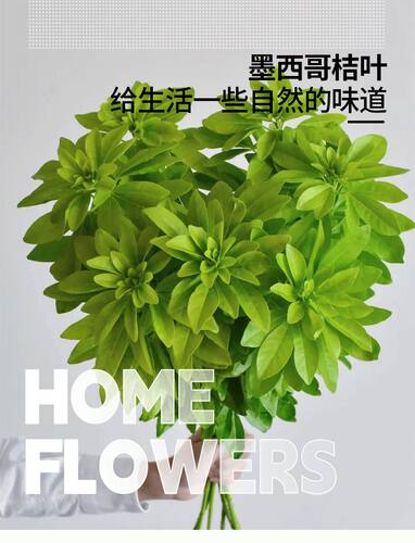 墨西哥桔叶橘叶鲜切花室内水培植物家用插花配花云南直发百合花