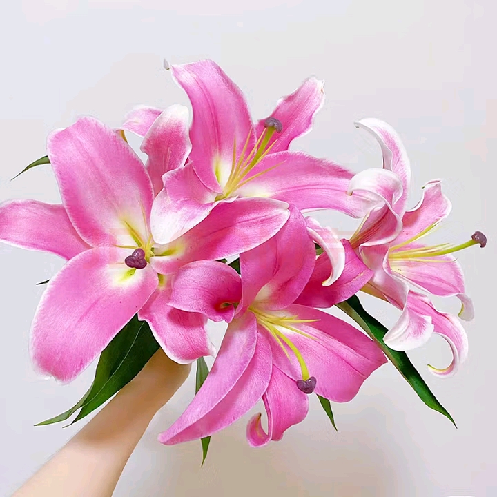 顺丰冷链粉色百合红色百合家庭办公室水养插花婚庆用花商务用花