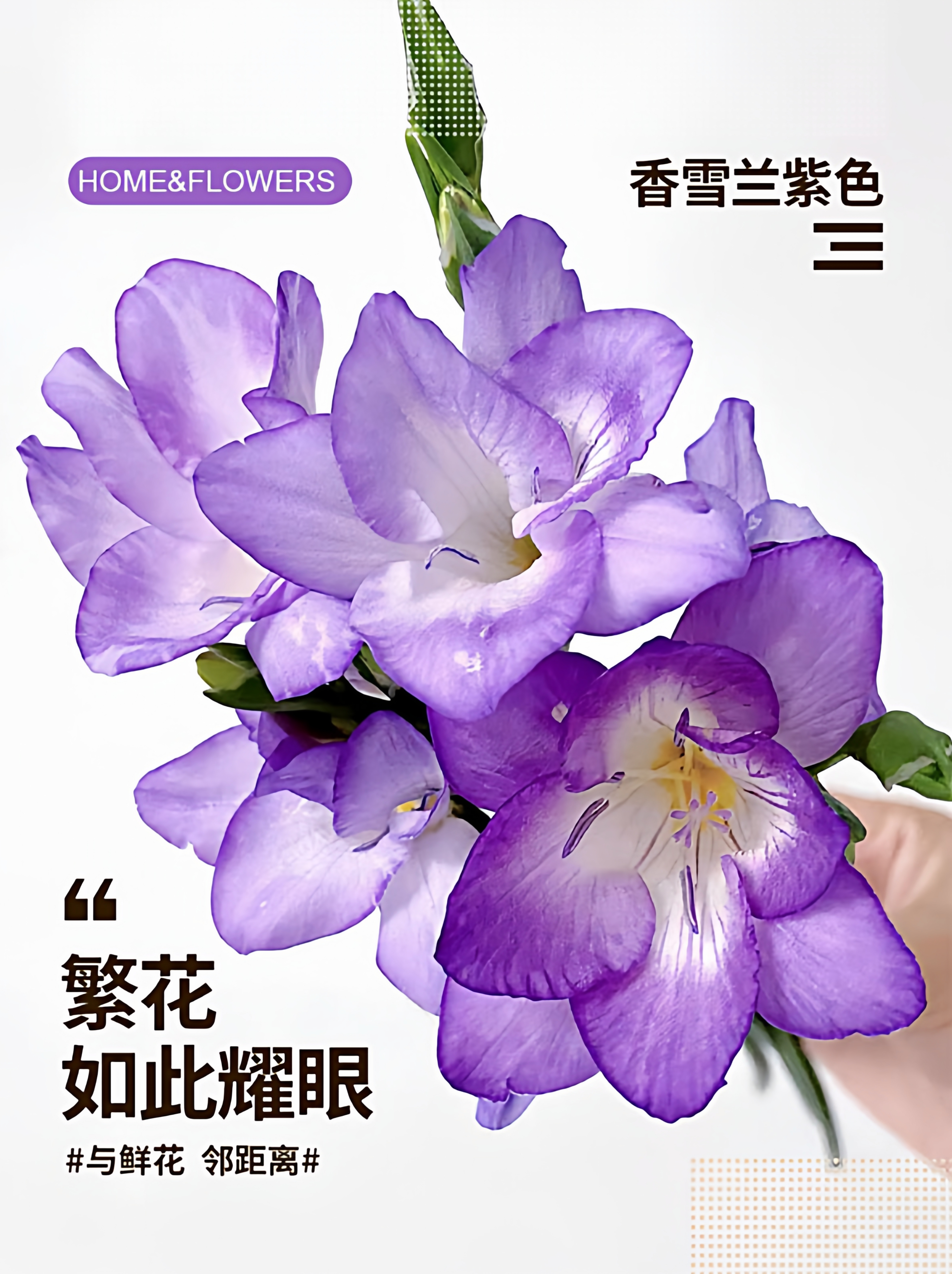 云南基地直发香雪兰紫色三支花束家庭办公室水养插花婚庆用花