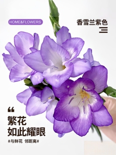 云南基地直发香雪兰紫色三支花束家庭办公室水养插花百合花鲜花