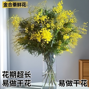【金合欢】高级小众稀有水培鲜花花期超长可做干花