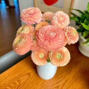 玫瑰花洋牡丹鲜花云南基地直发昆明花卉市场插瓶水养真花