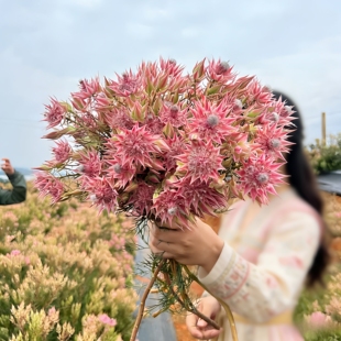 (顺丰包邮小众花材)A级南非新娘花基地鲜花直发云南鲜花