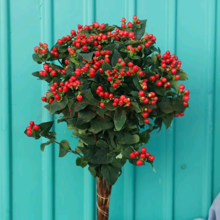 顺丰冷链包邮红豆鲜花家庭办公室水养插花婚庆用花商务用花