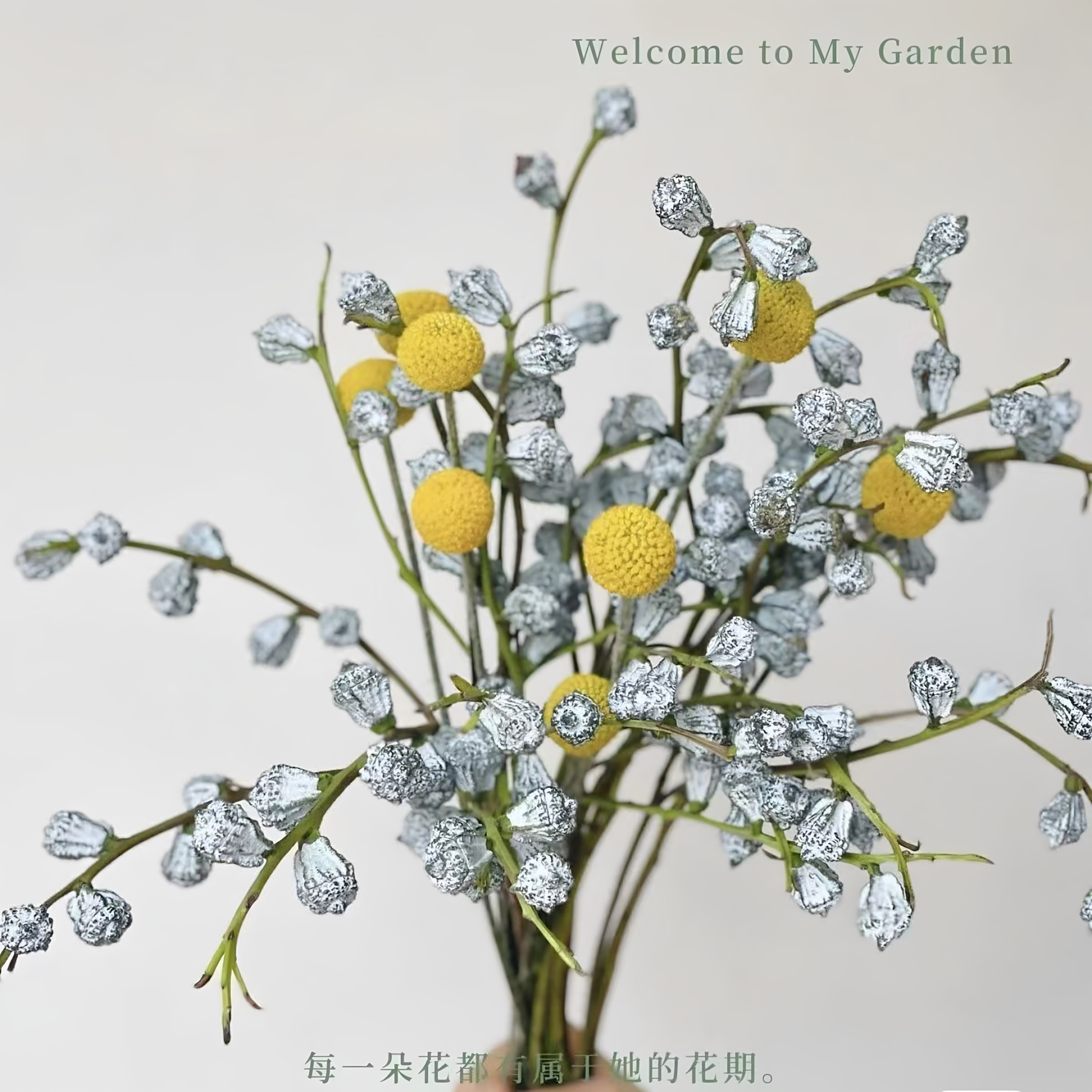 钻石尤加利果干花花材新鲜采摘